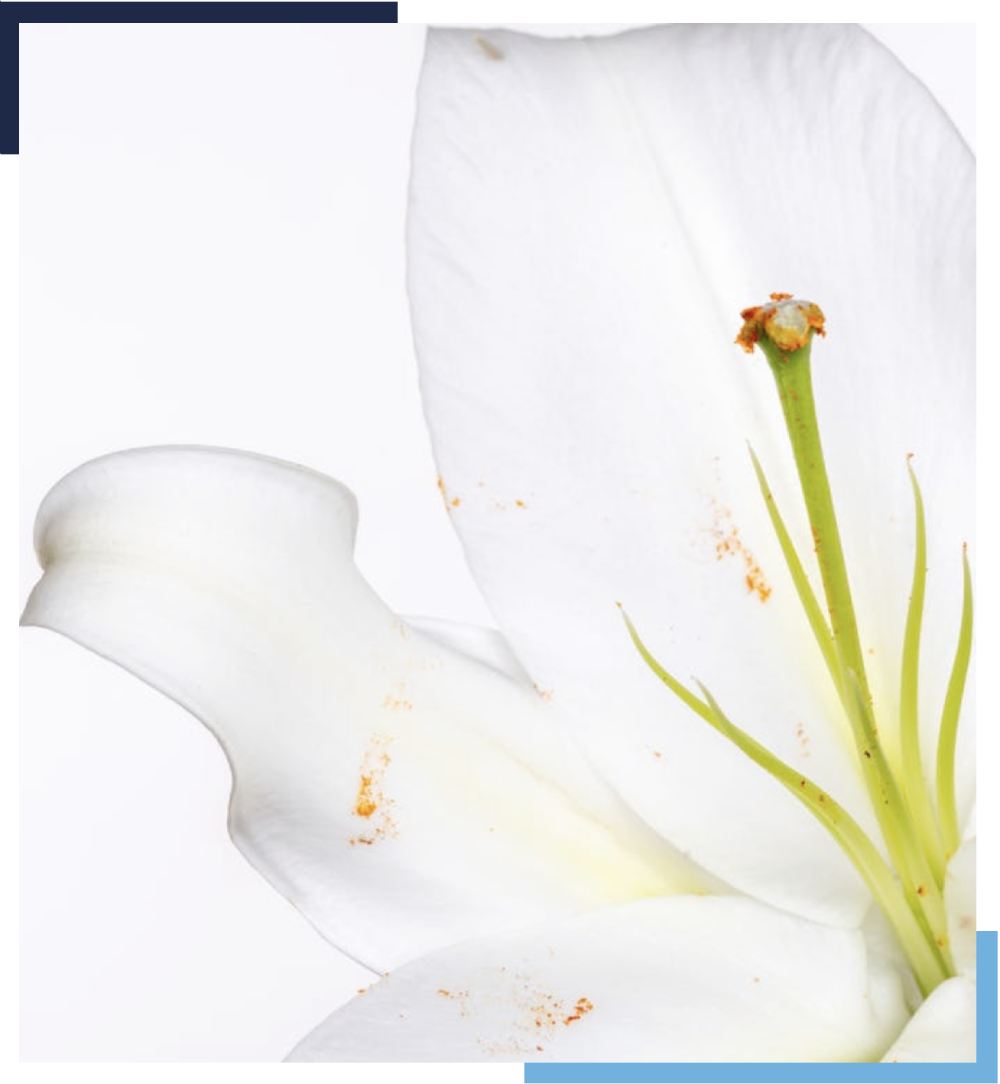 Empresa y servicios de aromaterapia y ambientación